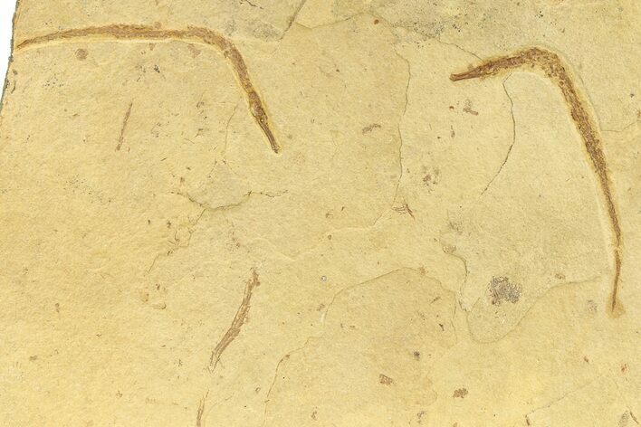 Fossil Pipefish (Syngnathus) Plate - California #294292